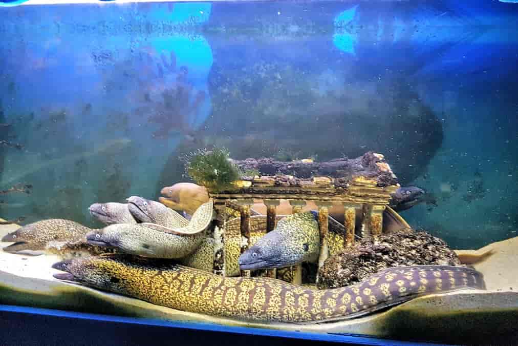 Acquario